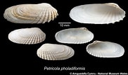Afbeeldingsresultaten voor "petricola Pholadiformis". Grootte: 182 x 106. Bron: naturalhistory.museumwales.ac.uk