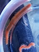 Afbeeldingsresultaten voor Fish Tank Worms. Grootte: 81 x 106. Bron: fishtankmaintenance.net