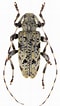 Image result for "acanthostaurus Hansen". Size: 60 x 106. Source: www.zin.ru