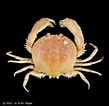 Image result for "calappa Lophos". Size: 109 x 106. Source: www.crustaceology.com