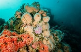 Image result for Zachte koralen Grootte. Size: 164 x 106. Source: nl.dreamstime.com