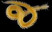 Image result for "eulalia Bilineata". Size: 168 x 106. Source: invertebrate.w.uib.no