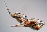 Image result for Corycaeidae Worm. Size: 153 x 106. Source: cifonauta.cebimar.usp.br