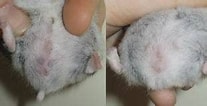 Image result for Hamster Geslacht. Size: 207 x 106. Source: dedwerghamster.jouwweb.nl
