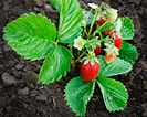 Image result for Strawberry Plants. Size: 133 x 106. Source: www.thriftyfun.com