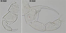 Image result for Temora turbinata Stam. Size: 212 x 106. Source: plankton.image.coocan.jp