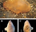 Image result for "ascidia Obliqua". Size: 118 x 106. Source: www.researchgate.net