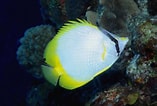 Image result for Chaetodon ocellatus Rijk. Size: 157 x 106. Source: www.w2r.pt