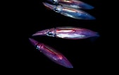 Afbeeldingsresultaten voor Neon Flying Squid. Grootte: 169 x 106. Bron: www.americanoceans.org