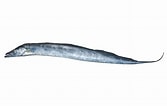 Afbeeldingsresultaten voor "trichiurus Lepturus". Grootte: 167 x 106. Bron: fishesofaustralia.net.au