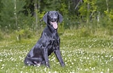 Bilderesultat for Jakt Labrador retriever. Størrelse: 163 x 106. Kilde: se.dreamstime.com