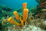 Afbeeldingsresultaten voor "rissoa Porifera". Grootte: 155 x 106. Bron: barnes18.weebly.com