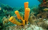 Image result for "rissoa Porifera". Size: 167 x 106. Source: barnes18.weebly.com