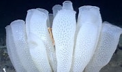 Image result for Glass Sponge. Size: 179 x 106. Source: northwestwildlife.com