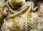 Image result for "ophionereis Reticulata". Size: 147 x 106. Source: reefguide.org