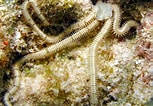 Image result for "ophionereis Reticulata". Size: 153 x 106. Source: reefguide.org