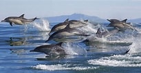 Image result for soorten Dolfijnen. Size: 205 x 106. Source: dierenwiki.nl
