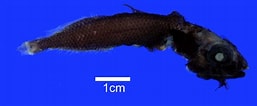 Image result for "einara Macrolepis". Size: 257 x 106. Source: www.fishbiosystem.ru