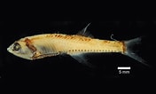Afbeeldingsresultaten voor Bonapartia pedaliota Geslacht. Grootte: 176 x 106. Bron: fishesofaustralia.net.au