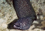 Afbeeldingsresultaten voor "gymnothorax Moringa". Grootte: 153 x 106. Bron: reefguide.org