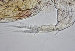 Afbeeldingsresultaten voor Sida crystallina. Grootte: 156 x 106. Bron: www.shetlandlochs.com