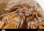 Image result for "anapagurus Laevis". Size: 152 x 106. Source: www.alamy.com