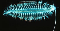 Image result for "tomopteris Septentrionalis". Size: 205 x 106. Source: sciencechunk.blogspot.com