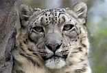 Résultat d’image pour Snow Leopards. Taille: 156 x 106. Source: endangeredextinct.blogspot.com