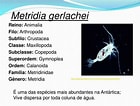 Image result for "metridia Brevicauda". Size: 140 x 106. Source: www.slideserve.com