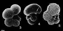 Afbeeldingsresultaten voor "hastigerina Pelagica". Grootte: 212 x 106. Bron: www.mikrotax.org