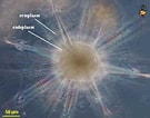 Image result for "acanthospira Torta". Size: 135 x 106. Source: palaeos.com