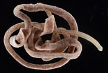 Afbeeldingsresultaten voor Emplectonema neesii. Grootte: 156 x 106. Bron: www.pinterest.com