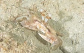 Image result for "podophthalmus Minabensis". Size: 167 x 106. Source: www.inaturalist.org