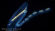 Afbeeldingsresultaten voor Pelagic tunicate Doliolette. Grootte: 185 x 106. Bron: www.oceanlight.com