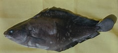 Image result for "urophycis Tenuis". Size: 237 x 106. Source: ncfishes.com