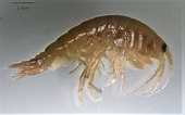 Image result for Gammarus salinus. Size: 170 x 106. Source: www.researchgate.net