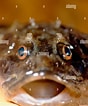 Image result for Fourhorn Sculpin. Size: 88 x 106. Source: www.alamy.com