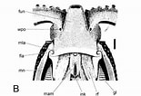 Image result for Ocythoe tuberculata Anatomie. Size: 155 x 106. Source: www.researchgate.net