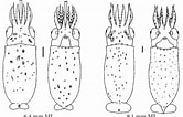 Afbeeldingsresultaten voor "eucleoteuthis Luminosa". Grootte: 166 x 106. Bron: tolweb.org