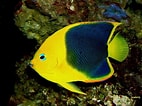 Image result for "holacanthus Tricolor". Size: 142 x 106. Source: www.pinterest.com