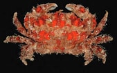 Image result for "paractaea Rufopunctata". Size: 169 x 106. Source: www.crabdatabase.info