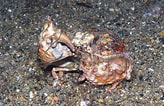 Image result for "calappa Capellonis". Size: 164 x 106. Source: www.crabdatabase.info