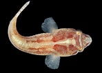 Image result for "diplecogaster Bimaculata". Size: 148 x 106. Source: blogdopescador.com
