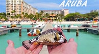 mida de Resultat d'imatges per a Aruba Tropical fish.: 194 x 106. Font: www.youtube.com
