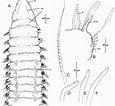 Image result for Naineris Quadricuspida. Size: 115 x 106. Source: www.researchgate.net