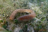 Image result for "holothuria Thomasi". Size: 157 x 106. Source: www.gbif.org