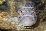 Image result for "atelomycterus Macleayi". Size: 158 x 106. Source: www.gbif.org