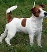 Bilderesultat for Jack Russell-terrier. Størrelse: 97 x 106. Kilde: animalsbreeds.com