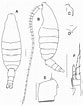 Afbeeldingsresultaten voor Bradycalanus gigas Geslacht. Grootte: 83 x 106. Bron: copepodes.obs-banyuls.fr