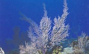 Image result for "Muriceopsis Flavida". Size: 175 x 106. Source: www.ecured.cu